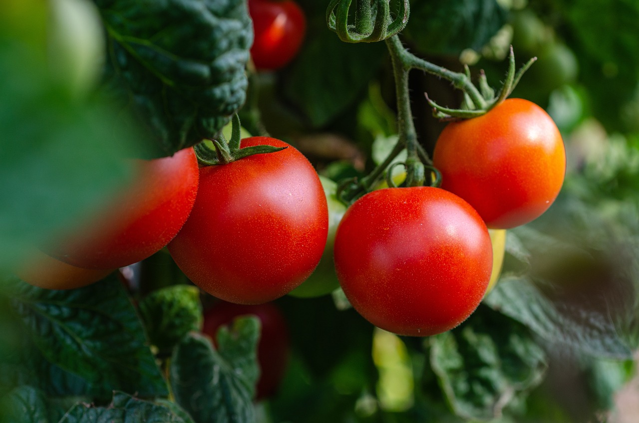 tomatoes, vegetables, fresh-5566741.jpg